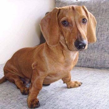 腊肠狗什么颜色是纯种？腊肠狗喜欢什么颜色 - 警犬训练器材厂家 _警犬训练用品_工作犬训练用品-南京开久警犬装备-警犬训练器材厂家 _警犬训练用品_工作犬训练用品-南京开久警犬装备