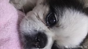 狗狗犬瘟症状(狗狗细小是什么症状)-警犬训练器材厂家 _警犬训练用品_工作犬训练用品-南京开久警犬装备
