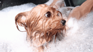 新手喂养狗狗十大注意(狗狗喂养十大禁忌)-警犬训练器材厂家 _警犬训练用品_工作犬训练用品-南京开久警犬装备