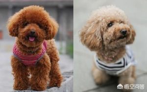 如何选购狗狗(选购狗狗的技巧和 *** )-警犬训练器材厂家 _警犬训练用品_工作犬训练用品-南京开久警犬装备