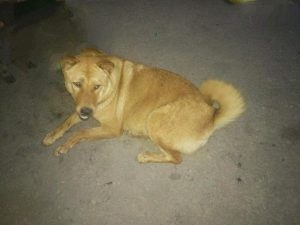 大黄狗是中华田园犬(中华田园犬 大黄)-警犬训练器材厂家 _警犬训练用品_工作犬训练用品-南京开久警犬装备