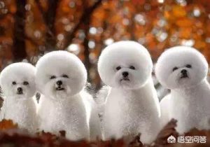 比贵串配什么颜色的狗狗萌宠？-警犬训练器材厂家 _警犬训练用品_工作犬训练用品-南京开久警犬装备