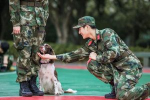 奇兵神犬工作人员爆料(奇兵神犬参加人员)-警犬训练器材厂家 _警犬训练用品_工作犬训练用品-南京开久警犬装备
