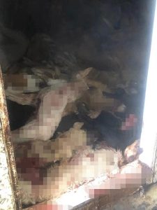 狗肉店杀泰迪(泰迪狗肉怎么做好吃)-警犬训练器材厂家 _警犬训练用品_工作犬训练用品-南京开久警犬装备