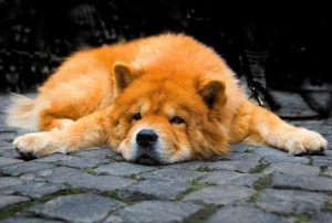 小狗不叫是怎么回事(小狗眼睛红了是怎么回事)-警犬训练器材厂家 _警犬训练用品_工作犬训练用品-南京开久警犬装备