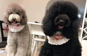 泰迪熊犬价格(泰迪熊玩具犬)-警犬训练器材厂家 _警犬训练用品_工作犬训练用品-南京开久警犬装备