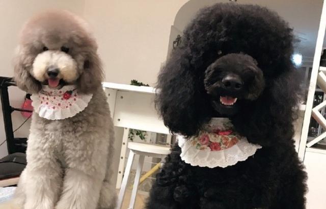 泰迪熊犬价格(泰迪熊玩具犬) - 警犬训练器材厂家 _警犬训练用品_工作犬训练用品-南京开久警犬装备-警犬训练器材厂家 _警犬训练用品_工作犬训练用品-南京开久警犬装备