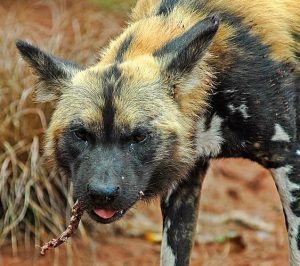 新几内亚野犬？新几内亚唱犬-警犬训练器材厂家 _警犬训练用品_工作犬训练用品-南京开久警犬装备