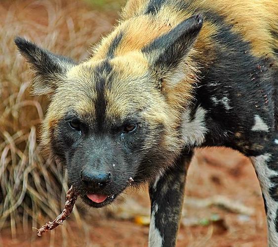 新几内亚野犬？新几内亚唱犬 - 警犬训练器材厂家 _警犬训练用品_工作犬训练用品-南京开久警犬装备-警犬训练器材厂家 _警犬训练用品_工作犬训练用品-南京开久警犬装备