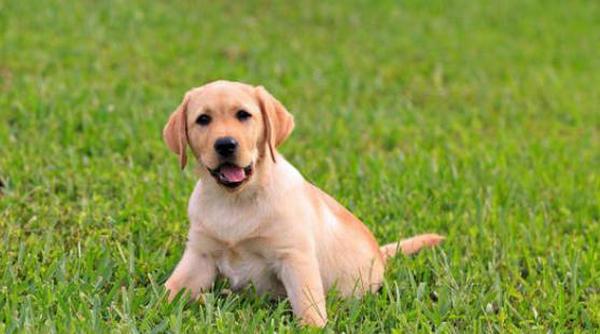 刚出生的狗狗多久可以驱虫萌宠 - 警犬训练器材厂家 _警犬训练用品_工作犬训练用品-南京开久警犬装备-警犬训练器材厂家 _警犬训练用品_工作犬训练用品-南京开久警犬装备