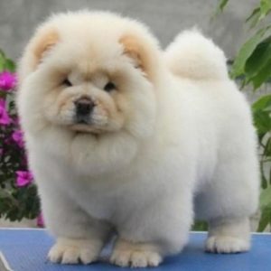 纯种松狮幼犬怎么看？纯种的金毛幼犬怎么看-警犬训练器材厂家 _警犬训练用品_工作犬训练用品-南京开久警犬装备