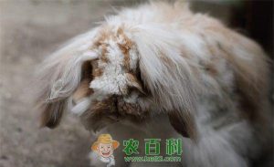 犬球虫病疫苗萌宠(鸡球虫病疫苗价格)-警犬训练器材厂家 _警犬训练用品_工作犬训练用品-南京开久警犬装备