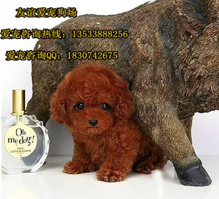 玩具贵宾犬各地价格调查(玩具贵宾犬价格及 *** ) - 警犬训练器材厂家 _警犬训练用品_工作犬训练用品-南京开久警犬装备-警犬训练器材厂家 _警犬训练用品_工作犬训练用品-南京开久警犬装备