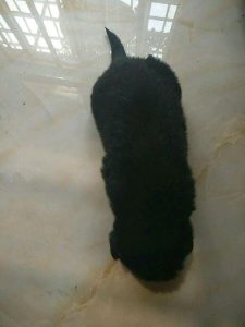 黑狗入宅意味什么(遇见黑狗拦车意味什么)-警犬训练器材厂家 _警犬训练用品_工作犬训练用品-南京开久警犬装备