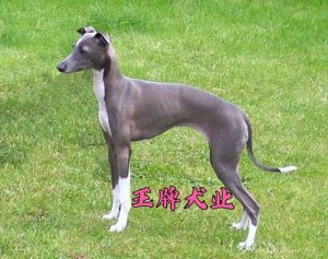 格力犬格力犬饲养 *** 及环境要求-警犬训练器材厂家 _警犬训练用品_工作犬训练用品-南京开久警犬装备