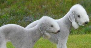 冠毛犬的缺点-警犬训练器材厂家 _警犬训练用品_工作犬训练用品-南京开久警犬装备