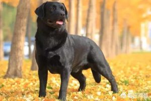 cku怎么变更犬主信息？-警犬训练器材厂家 _警犬训练用品_工作犬训练用品-南京开久警犬装备