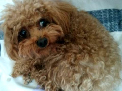 狗狗吃饭太快怎么办？狗狗不好好吃饭怎么办 - 警犬训练器材厂家 _警犬训练用品_工作犬训练用品-南京开久警犬装备-警犬训练器材厂家 _警犬训练用品_工作犬训练用品-南京开久警犬装备