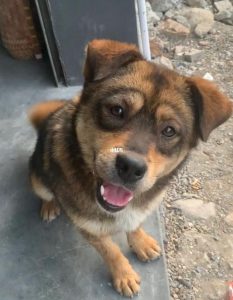 黑眼圈的狗狗叫什么名(黑眼圈的狗狗叫什么名子好听)-警犬训练器材厂家 _警犬训练用品_工作犬训练用品-南京开久警犬装备