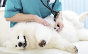 狗狗怀孕注意事项(狗狗怀孕的征兆和注意事项)-警犬训练器材厂家 _警犬训练用品_工作犬训练用品-南京开久警犬装备