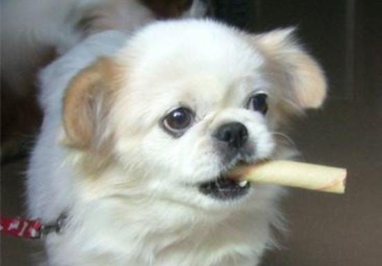 北京狮子犬多少钱一只(中国狮子犬多少钱一只) - 警犬训练器材厂家 _警犬训练用品_工作犬训练用品-南京开久警犬装备-警犬训练器材厂家 _警犬训练用品_工作犬训练用品-南京开久警犬装备