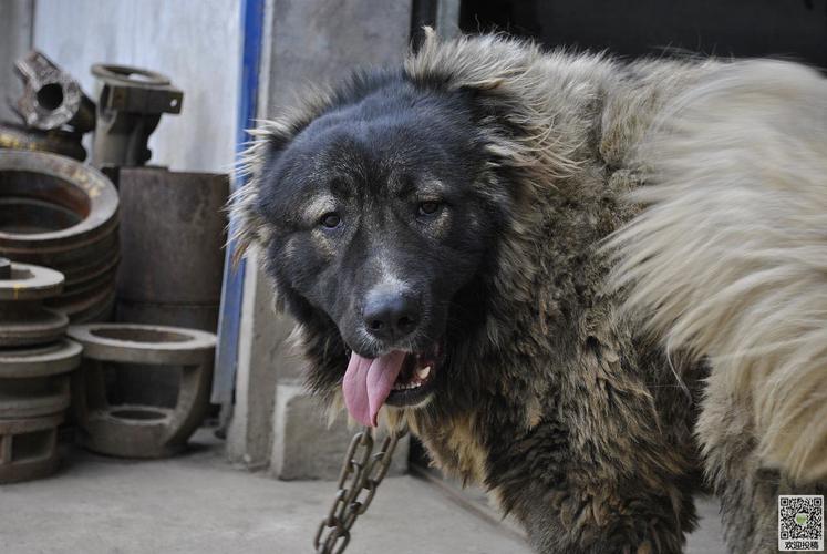 昆明高加索犬 高加索犬咬死主人 - 警犬训练器材厂家 _警犬训练用品_工作犬训练用品-南京开久警犬装备-警犬训练器材厂家 _警犬训练用品_工作犬训练用品-南京开久警犬装备
