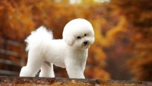 *** 犬寿命( *** 寿命平均年龄)-警犬训练器材厂家 _警犬训练用品_工作犬训练用品-南京开久警犬装备