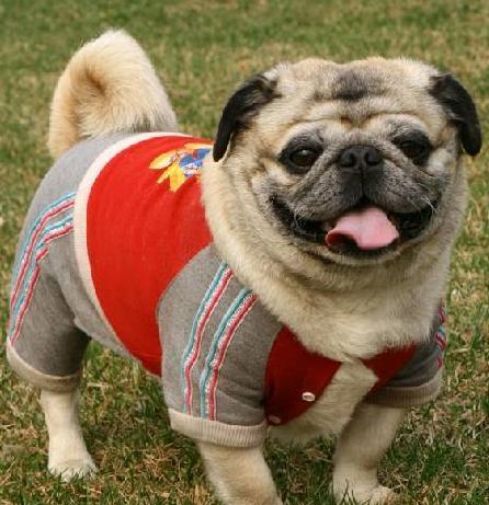 巴哥犬如何喂养(巴哥犬怎么喂养 *** ) - 警犬训练器材厂家 _警犬训练用品_工作犬训练用品-南京开久警犬装备-警犬训练器材厂家 _警犬训练用品_工作犬训练用品-南京开久警犬装备