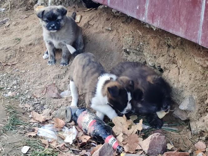 武汉收养流浪狗的地方(武汉流浪狗收养中心) - 警犬训练器材厂家 _警犬训练用品_工作犬训练用品-南京开久警犬装备-警犬训练器材厂家 _警犬训练用品_工作犬训练用品-南京开久警犬装备