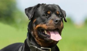 临沂禁养犬名单临沂禁养狗狗的名单-警犬训练器材厂家 _警犬训练用品_工作犬训练用品-南京开久警犬装备