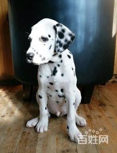 斑点狗价格多少钱一只(斑点狗幼犬多少钱一只)-警犬训练器材厂家 _警犬训练用品_工作犬训练用品-南京开久警犬装备