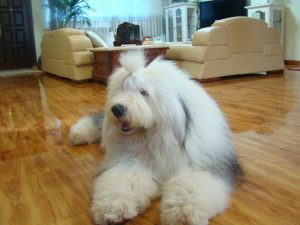 古代牧羊犬好养吗mdash【宠物圈】-警犬训练器材厂家 _警犬训练用品_工作犬训练用品-南京开久警犬装备