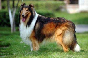 苏格兰牧羊犬好养吗?？苏格兰牧羊犬能养吗-警犬训练器材厂家 _警犬训练用品_工作犬训练用品-南京开久警犬装备