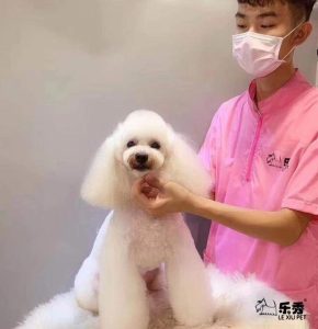 贵宾狗造型怎么做？气球贵宾狗造型教程-警犬训练器材厂家 _警犬训练用品_工作犬训练用品-南京开久警犬装备