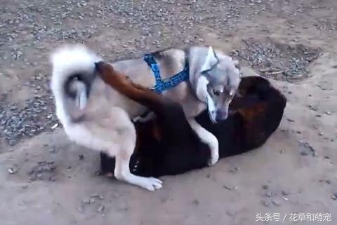 罗威纳犬爱打架吗？罗威纳犬打架排名第几 - 警犬训练器材厂家 _警犬训练用品_工作犬训练用品-南京开久警犬装备-警犬训练器材厂家 _警犬训练用品_工作犬训练用品-南京开久警犬装备