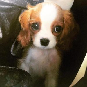 骑士查理王小猎犬，骑士查理王小猎犬-警犬训练器材厂家 _警犬训练用品_工作犬训练用品-南京开久警犬装备