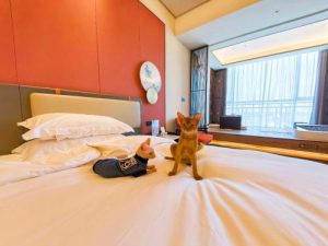 北京能带狗的度假村_北京周边可以带狗去的度假村-警犬训练器材厂家 _警犬训练用品_工作犬训练用品-南京开久警犬装备