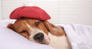 犬瘟热有潜伏期吗(犬瘟热潜伏期多久)-警犬训练器材厂家 _警犬训练用品_工作犬训练用品-南京开久警犬装备