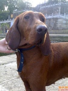 寻血猎犬世界上最出名的猎犬之一-警犬训练器材厂家 _警犬训练用品_工作犬训练用品-南京开久警犬装备