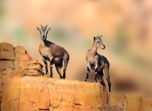 猎犬追踪野兽萌宠-警犬训练器材厂家 _警犬训练用品_工作犬训练用品-南京开久警犬装备