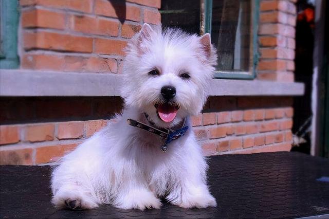 剃了毛的白色狗，白色毛很多的狗 - 警犬训练器材厂家 _警犬训练用品_工作犬训练用品-南京开久警犬装备-警犬训练器材厂家 _警犬训练用品_工作犬训练用品-南京开久警犬装备