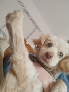 狗对主人露口红什么意思(狗露口红了代表什么)-警犬训练器材厂家 _警犬训练用品_工作犬训练用品-南京开久警犬装备