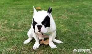 狗狗便血有几种原因？狗狗排便有血怎么回事-警犬训练器材厂家 _警犬训练用品_工作犬训练用品-南京开久警犬装备