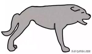 狗狗睡觉时摇尾巴(狗狗睡觉时摇尾巴代表什么)-警犬训练器材厂家 _警犬训练用品_工作犬训练用品-南京开久警犬装备