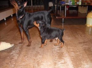 迷你杜宾犬，迷你杜宾犬和小鹿犬哪个好养-警犬训练器材厂家 _警犬训练用品_工作犬训练用品-南京开久警犬装备
