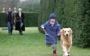 金毛犬 *** (金毛犬的 *** 美国)-警犬训练器材厂家 _警犬训练用品_工作犬训练用品-南京开久警犬装备