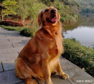 幼犬金毛一天喂几次？两个月的金毛幼犬一天吃几顿-警犬训练器材厂家 _警犬训练用品_工作犬训练用品-南京开久警犬装备