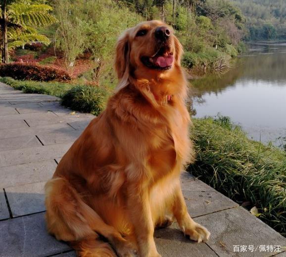 幼犬金毛一天喂几次？两个月的金毛幼犬一天吃几顿 - 警犬训练器材厂家 _警犬训练用品_工作犬训练用品-南京开久警犬装备-警犬训练器材厂家 _警犬训练用品_工作犬训练用品-南京开久警犬装备