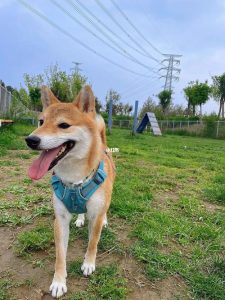 顺义可以带狗的公园(顺义公园能带狗吗)-警犬训练器材厂家 _警犬训练用品_工作犬训练用品-南京开久警犬装备