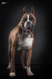 拳师犬价格(拳师犬为什么被禁养)-警犬训练器材厂家 _警犬训练用品_工作犬训练用品-南京开久警犬装备